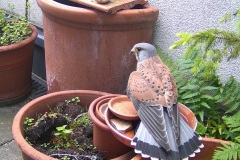 Falke_20240511_1