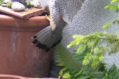 Falke_20240511_DSCF0118_1